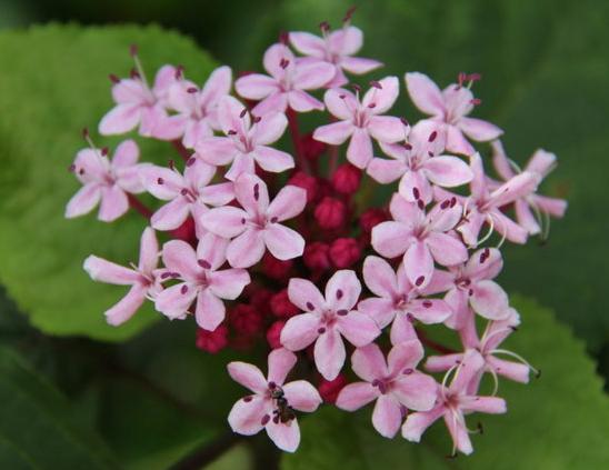 每日一花鲜花,每日一花之绣球花