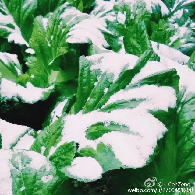 东莞第一场雪哪一年,东莞哪一年下过雪