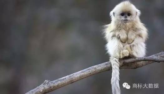 鐚村勾鍝佺墝鍛藉悕,鐚村勾鐚寸墝