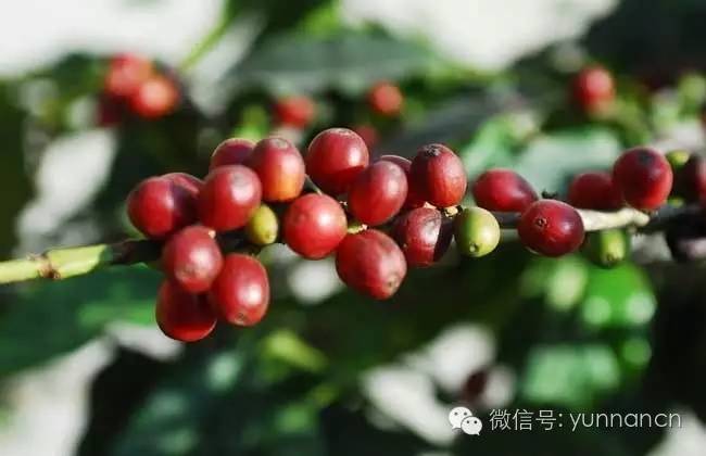 云南农大冷门专业,云南农业大学喝咖啡专业