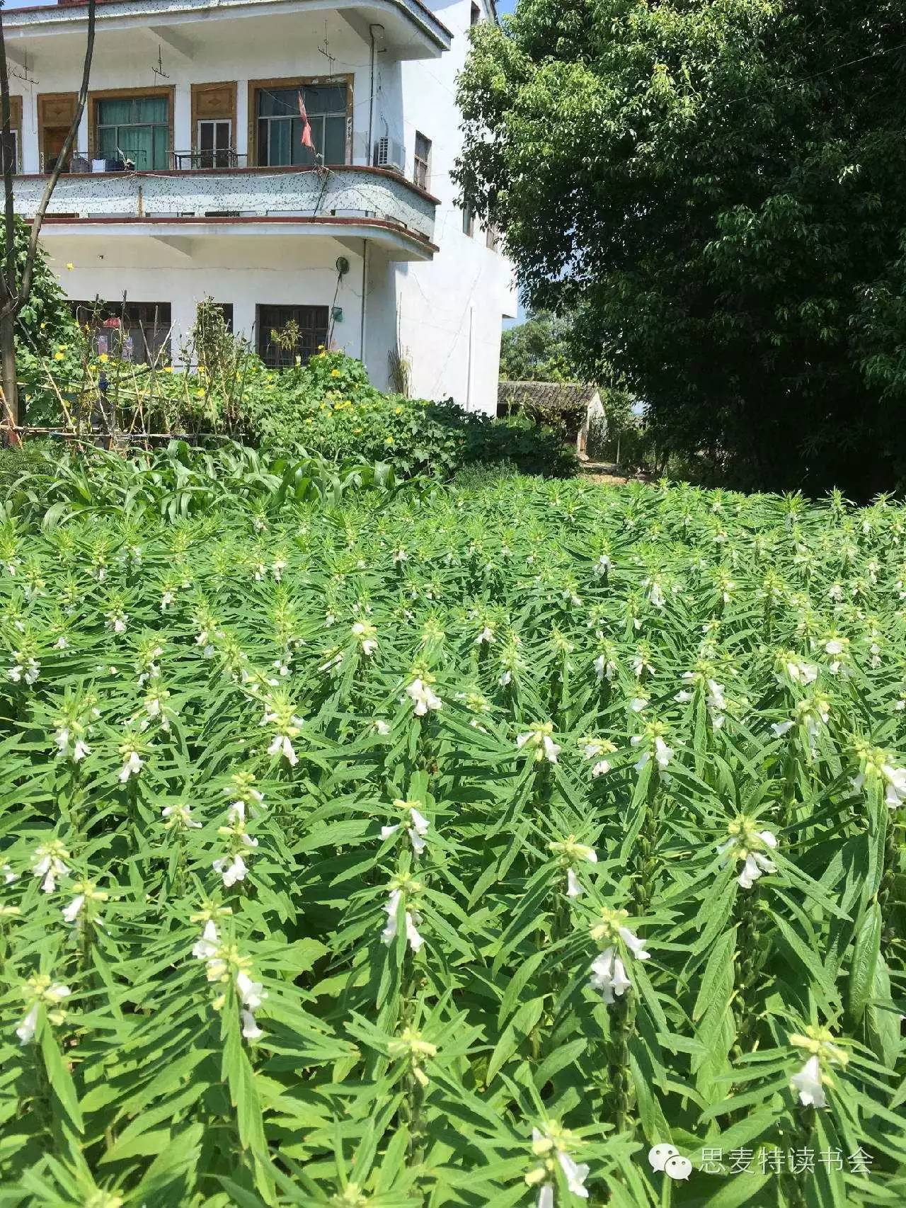 书友佳作｜隐逸在吴江世外桃源的老桥