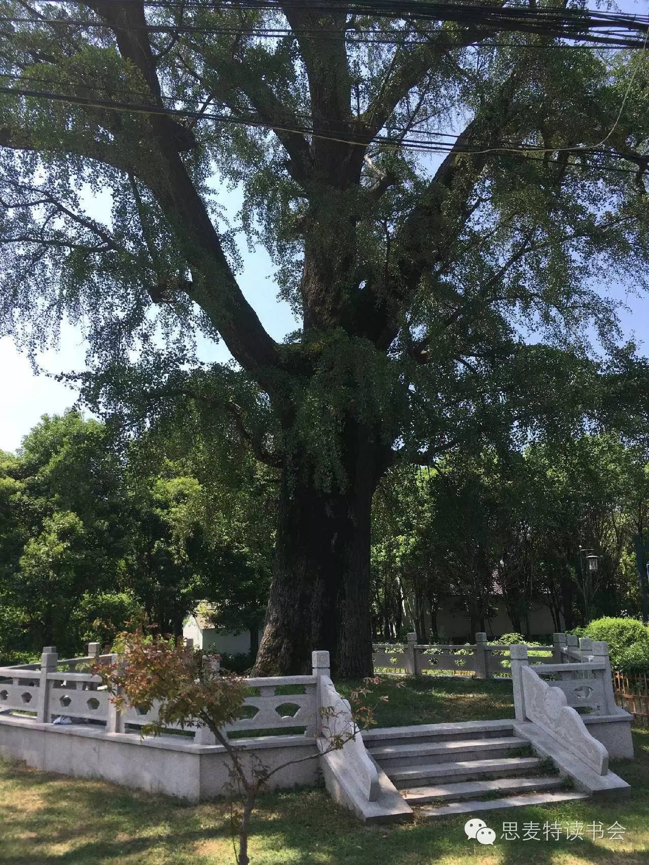 书友佳作｜隐逸在吴江世外桃源的老桥