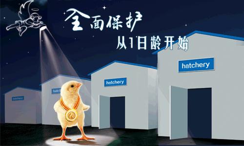 小鹅瘟治疗案例及其过程分析,小鹅瘟暴发的防治方法