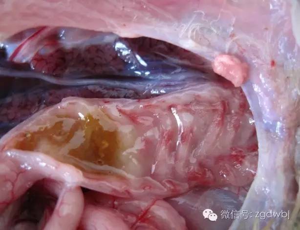 小鹅瘟治疗案例及其过程分析,小鹅瘟暴发的防治方法