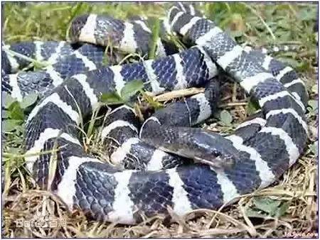 恐怖诡异的五步蛇,惊现两条巨型五步蛇