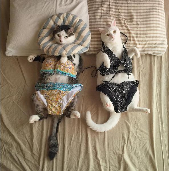 猫咪组合和柴犬组合，你喜欢那一组？