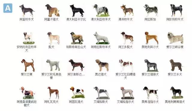 狗狗品种大全视频,狗狗品种大全萨摩耶