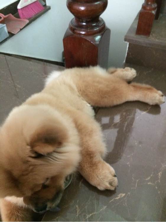 喝个酸奶都能踩空摔倒的笨狗，吃的比我都好！