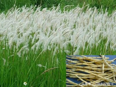随处可见的杂草,随处可见长刺的野草