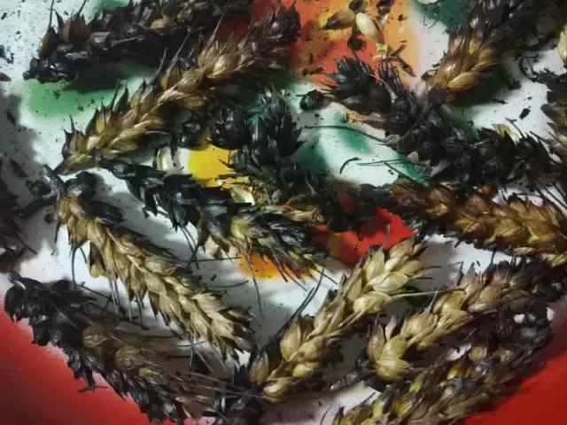 旅行西藏边界,新疆旅游景点推荐江布拉克