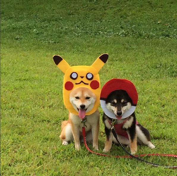 猫咪组合和柴犬组合，你喜欢那一组？