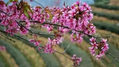 中国茶都安溪分布图,安溪中国茶都俯瞰图