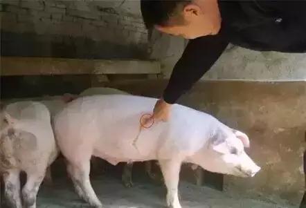 图文详解：猪的全部注射给药方法和注意事项
