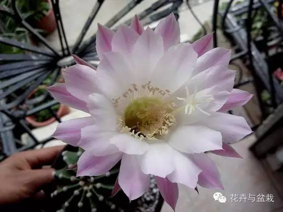 仙人球最常见的品种，你能认识几个？