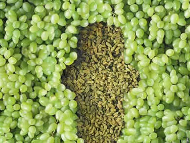 教你看懂白带常规,6秒教你看懂白带化验单