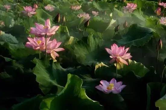 六十多家旅游景点门票半价,这8家景区免费或有优惠