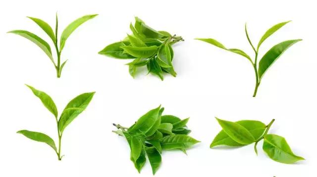 澳洲星期四精油祛痘 (澳洲星期四茶树精油祛痘霜)