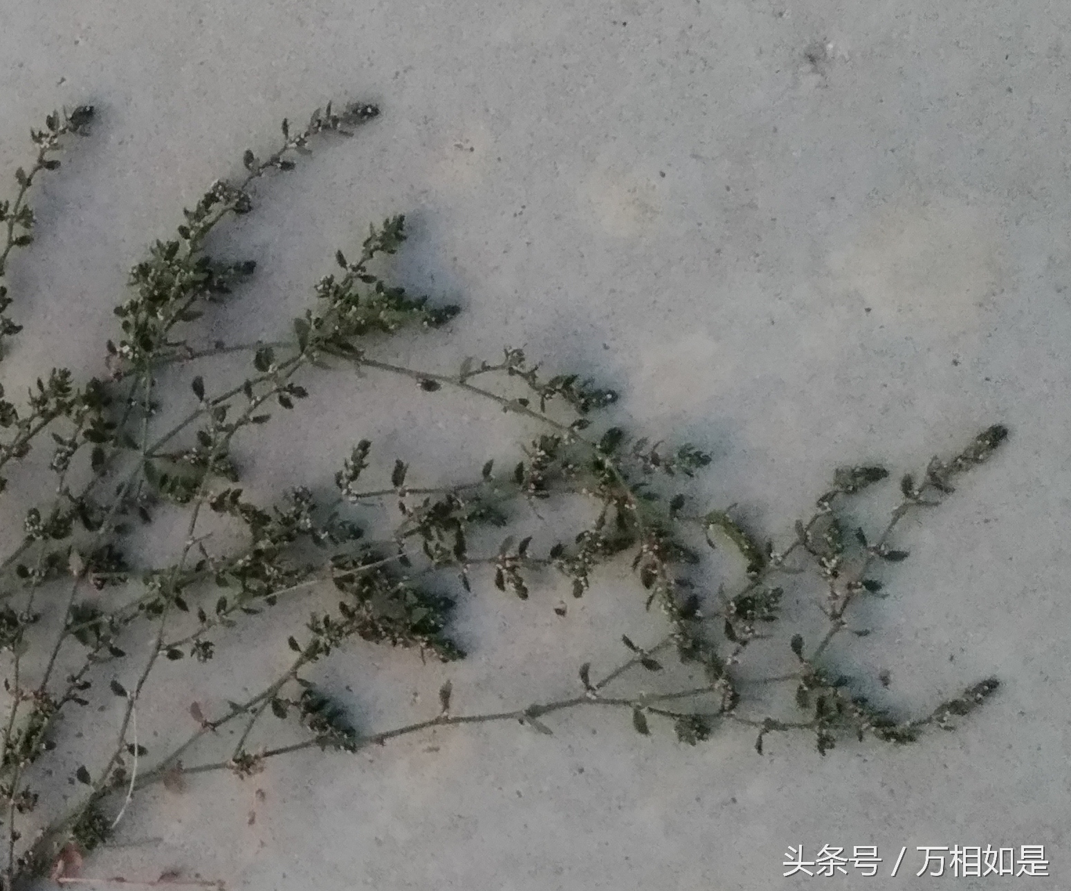 墙草布景,墙草属植物