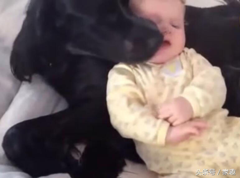 狗狗舔女宝宝嘴巴，宝宝还伸出舌头与狗狗亲吻，家长光拍照不阻止