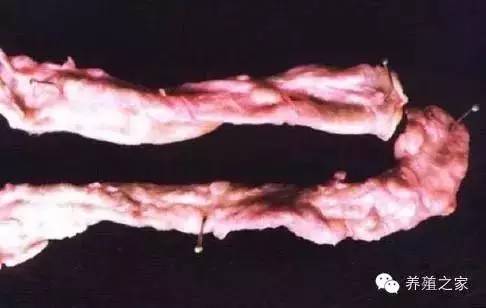 最全羊寄生虫病图谱及治疗处方（珍藏版）？