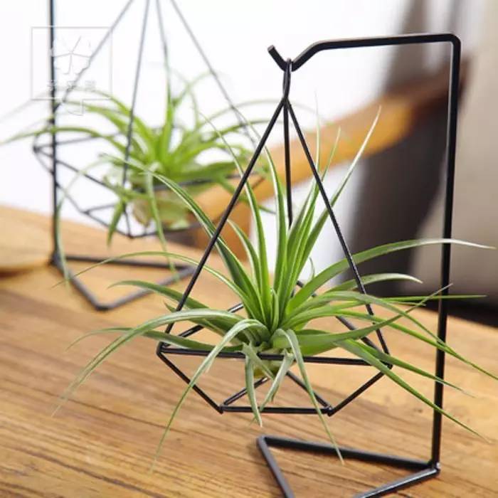 地球上那些奇异的花儿，特别的花送给特别的你