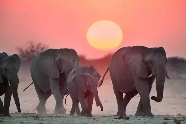 象牙的十大秘密 (象牙的惊人秘密)