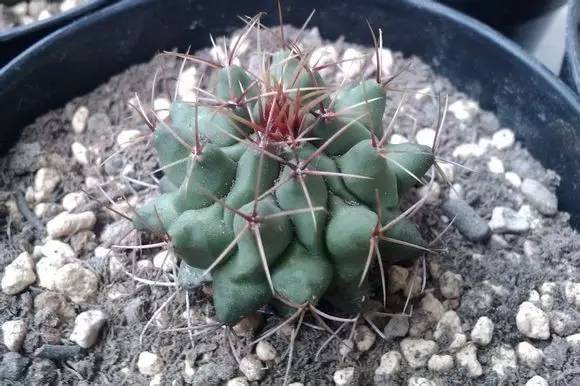 仙人球最常见的品种，你能认识几个？