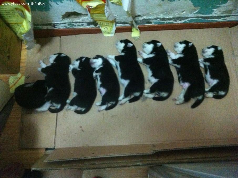 那些你不知道的狗狗小秘密,那些你不知道的秘密图片