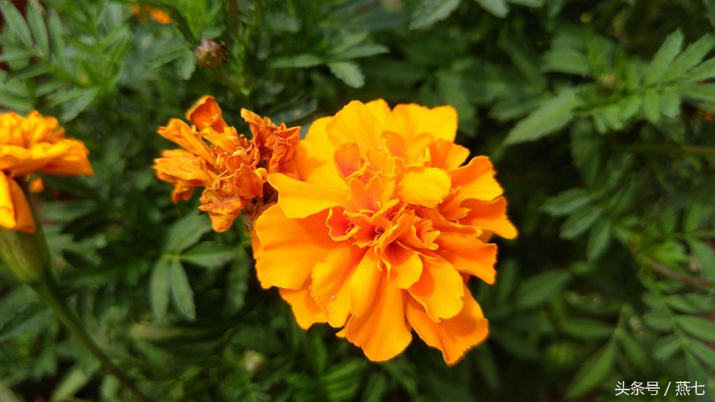 中兴天机7新品发布会视频,中兴天机七手机