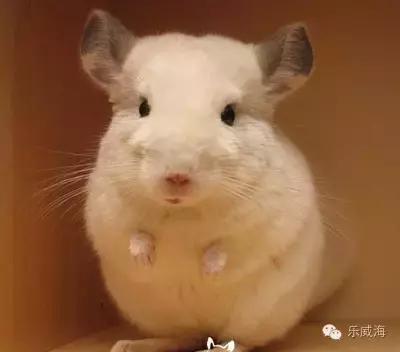 威海最全的宠物店汇总!喵奴汪主人还不速速收藏!