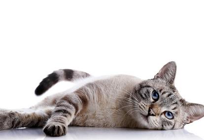 宠物猫名字视频,宠物猫名字中文