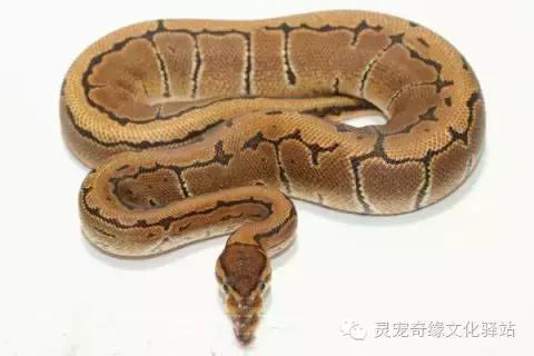球蟒基因图鉴入门,球蟒基因品系大全