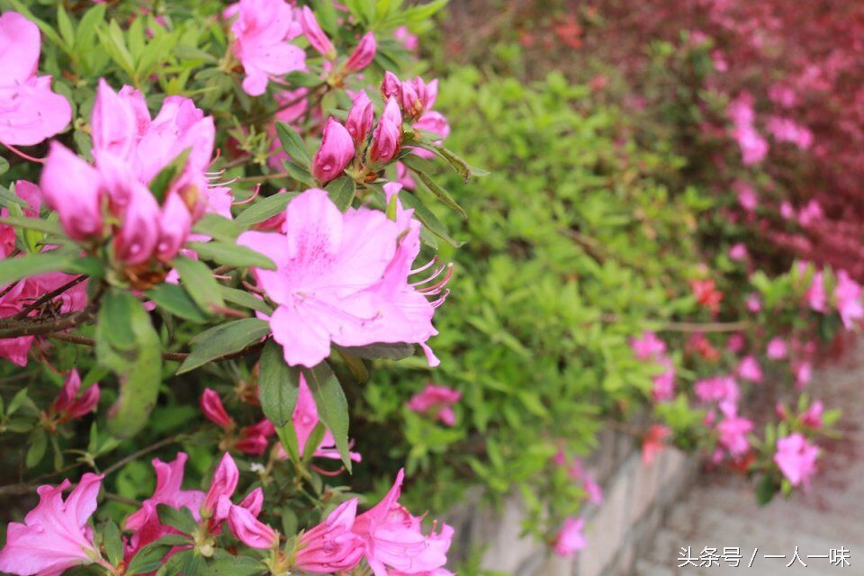 天目山必去八个景点,天目山必去三大景点