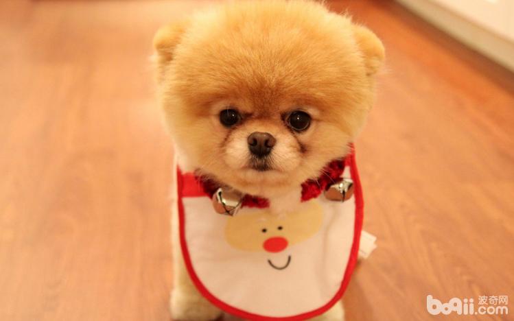 家里有宠物的人需要知道什么,如何介绍家里的宠物