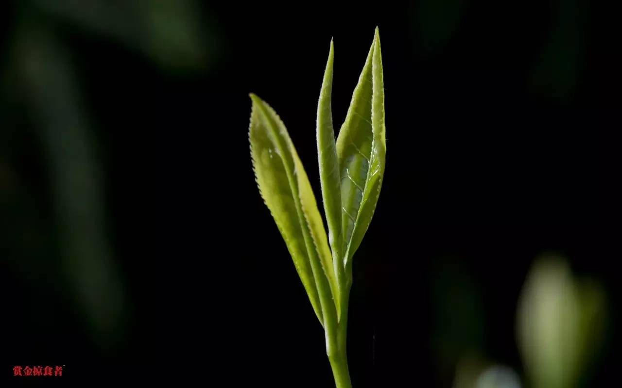 李明青藏特产,李明普洱茶