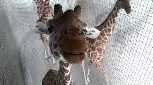 iWeekly+艺术：诺一最爱的《巴黎宝宝》来上海啦！