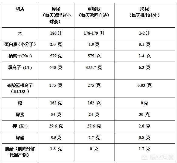 游泳池里有多少尿,游泳池里为什么会有尿液