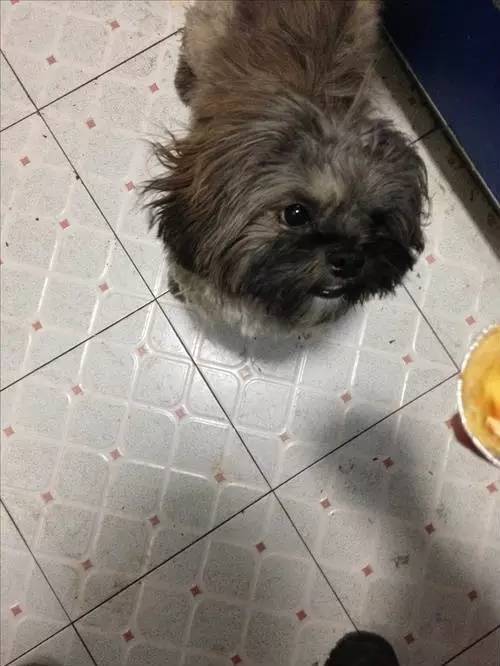 狗狗对着门外大叫是怎么了,狗为什么老是敲自己家的门