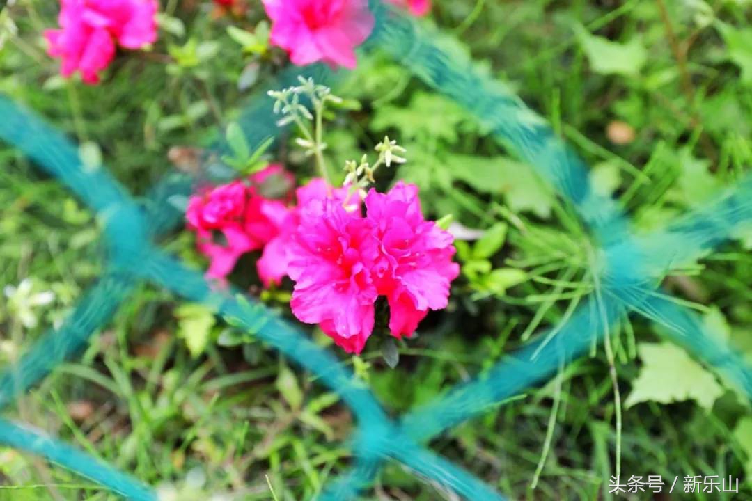 四川乐山最美的春天,乐山的春天有多美