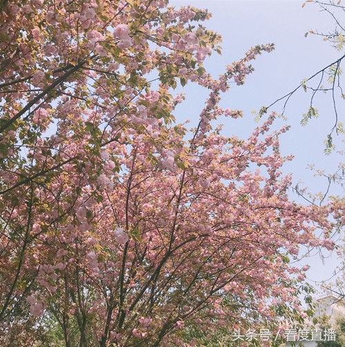 清明成都周边亲子游,成都周边清明三天假适合去哪玩