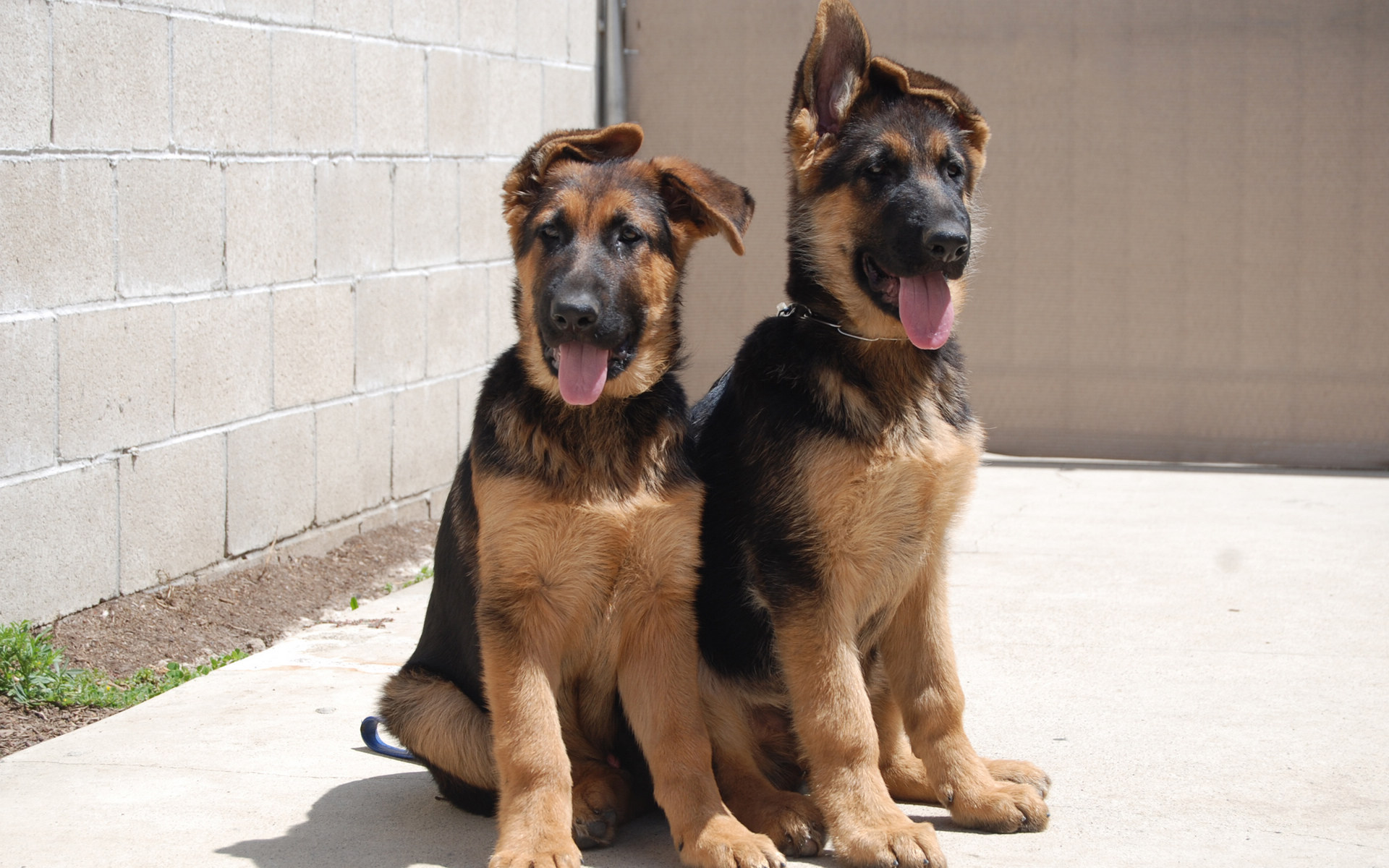 德国牧羊犬和罗威纳犬哪个好,哪里能买到正宗的德国牧羊犬