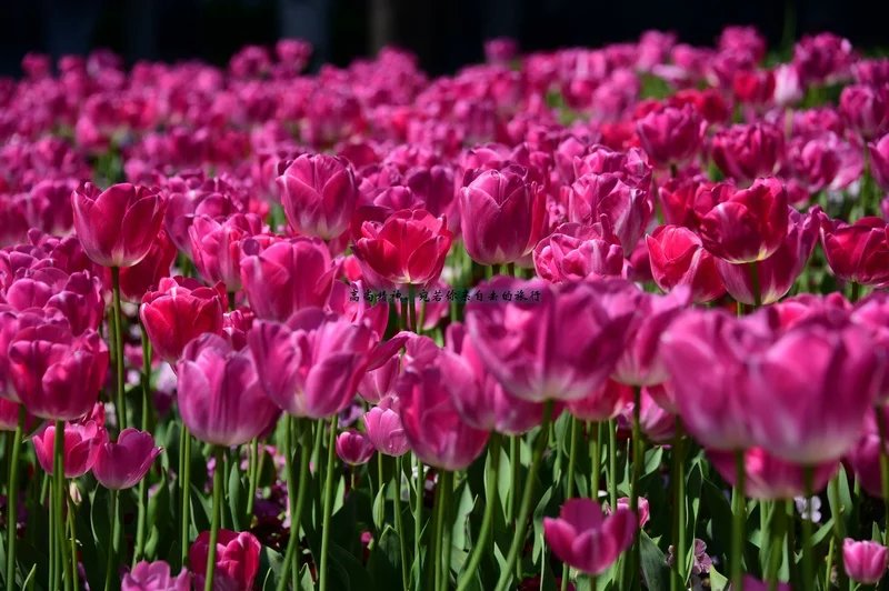 食色东京的逛吃逛吃