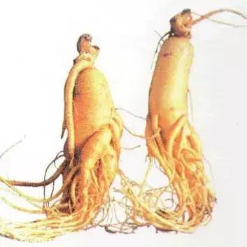 千年参和三伏灸的区别,正宗百年野山参