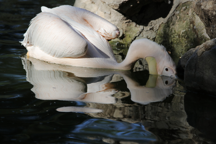腾龙150-600g2镜头防抖模式详解,腾龙150-600镜头固件升级