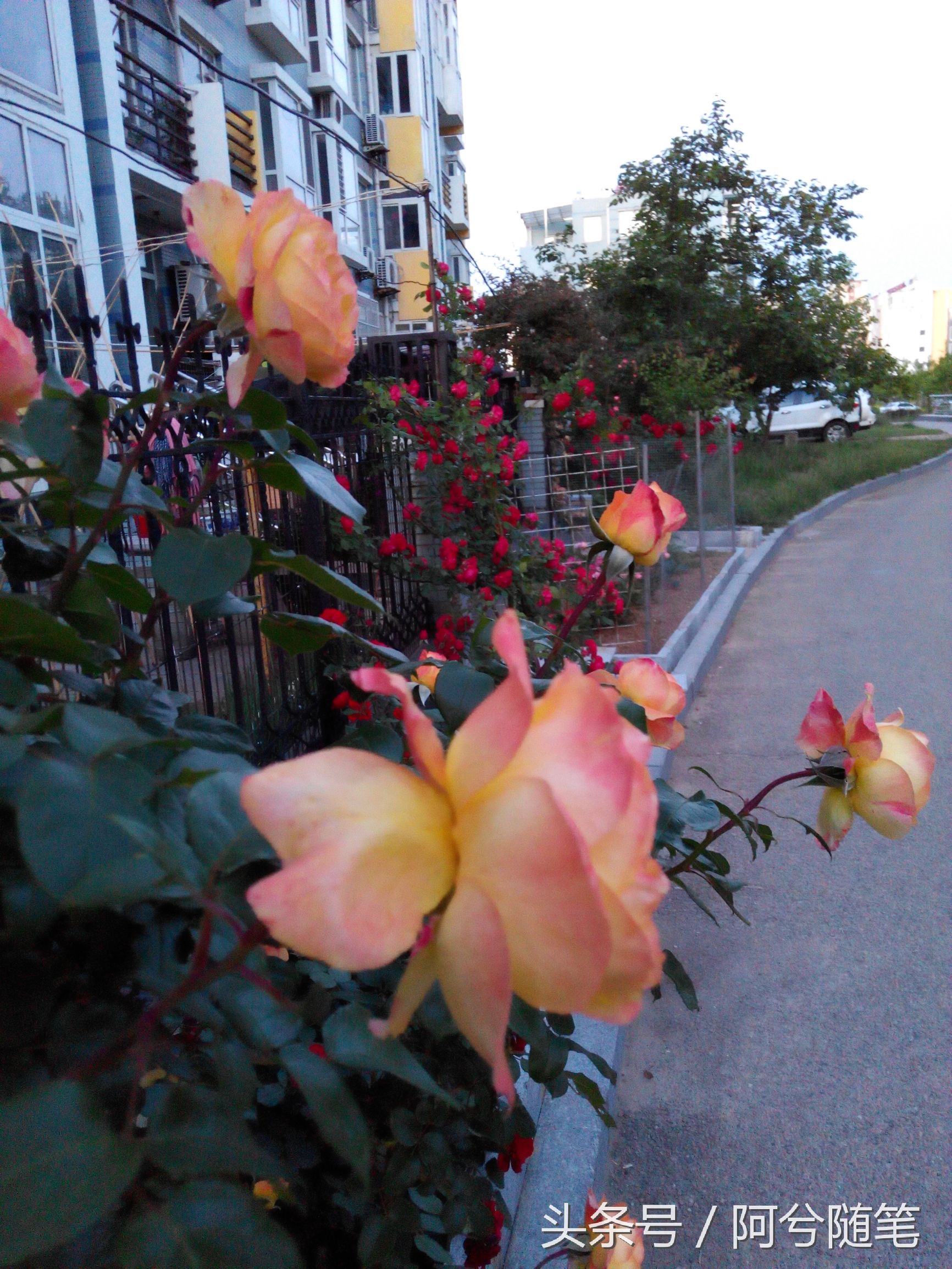适合种植在庭院的植物大全,农村常见的植物盆栽