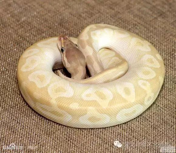 球蟒基因图鉴入门,球蟒基因品系大全