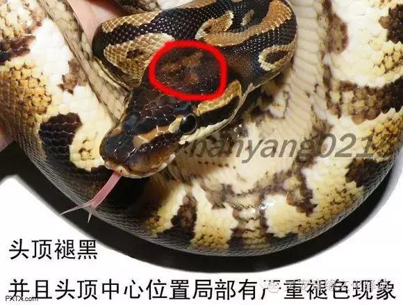 球蟒基因组合大全,球蟒基因品系图鉴下载