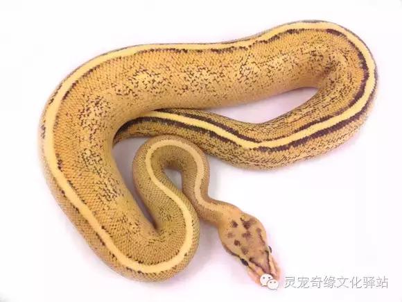 球蟒基因组合大全,球蟒基因品系图鉴下载