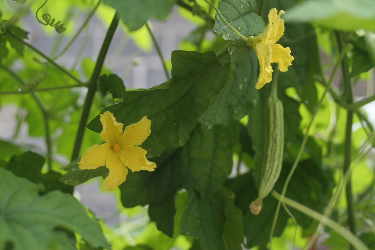 苦瓜炒饭制作方法,苦瓜木耳炒肉