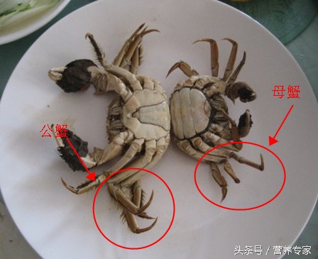 大闸蟹母蟹和公蟹的区别哪个好吃,大闸蟹公蟹好吃还是母蟹